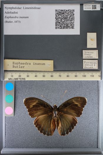 Media type: image;   Entomology 195038